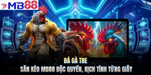 Đá Gà Tre - Săn Kèo MB88 Độc Quyền, Kịch Tính Từng Giây